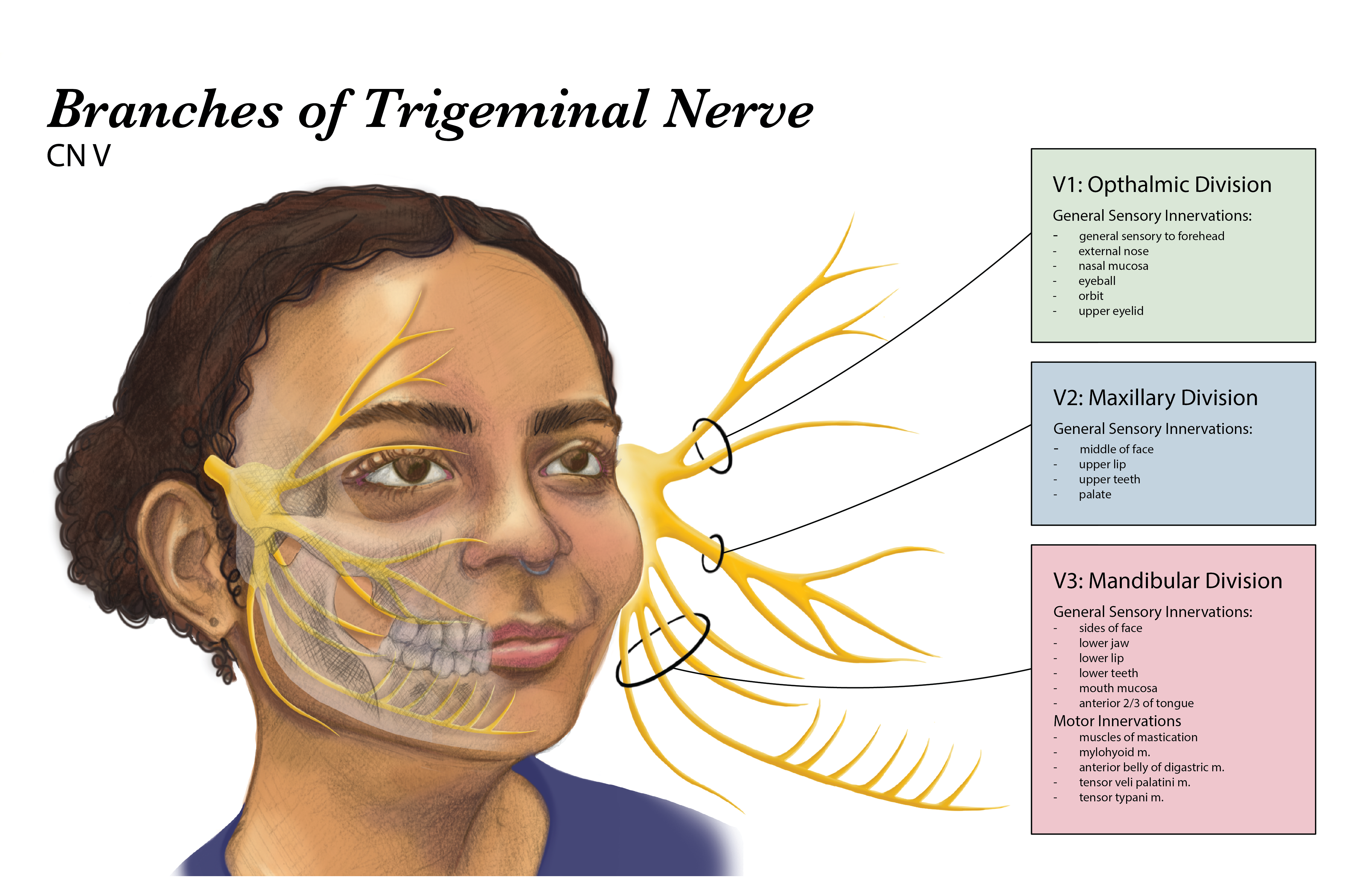 Branches of Trigeminal Nerve